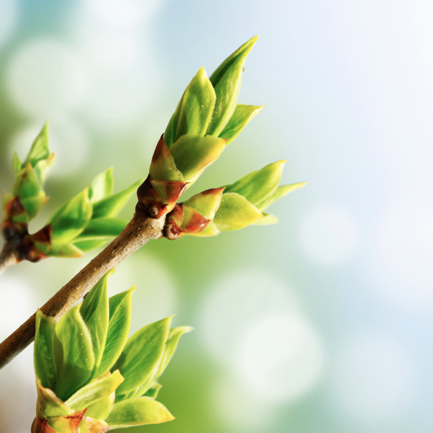 La consultation de suivi en naturopathie