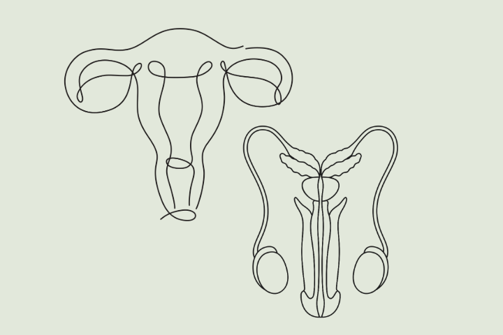 hormones endométriose SPM SOPK prostate