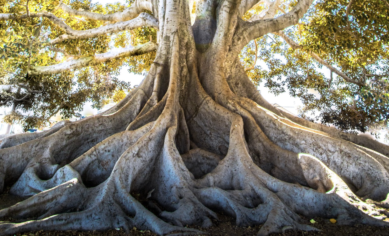 Le bilan de naturopathie