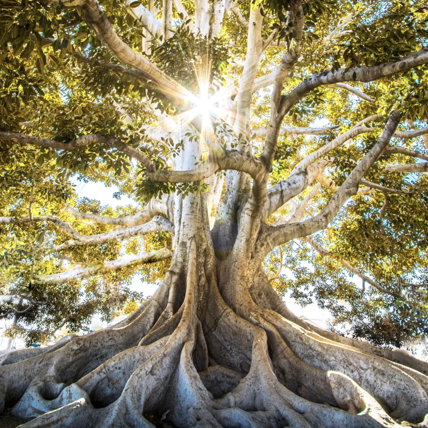 Le bilan de naturopathie