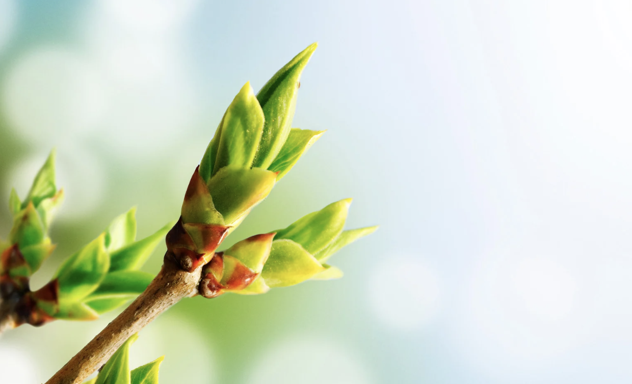 La consultation de suivi en naturopathie