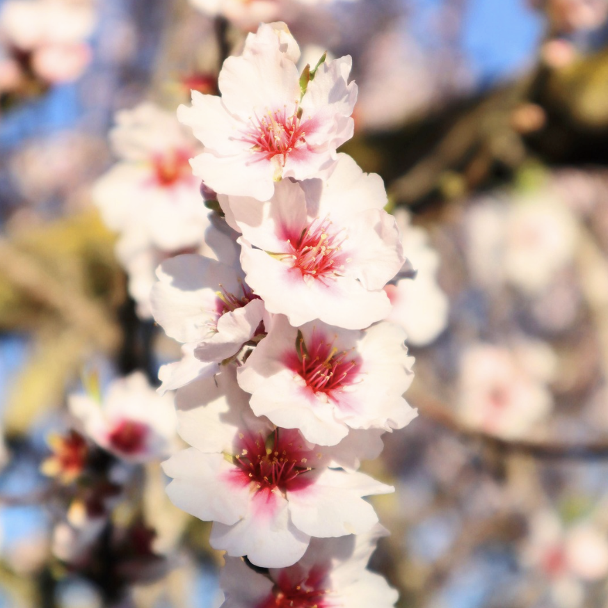 L'accompagnement en naturopathie